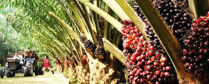 Insert Project Title 1