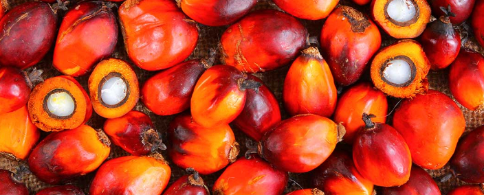 Insert Project Title 2